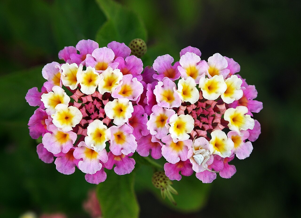  Lantana