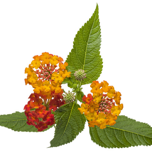  Lantana